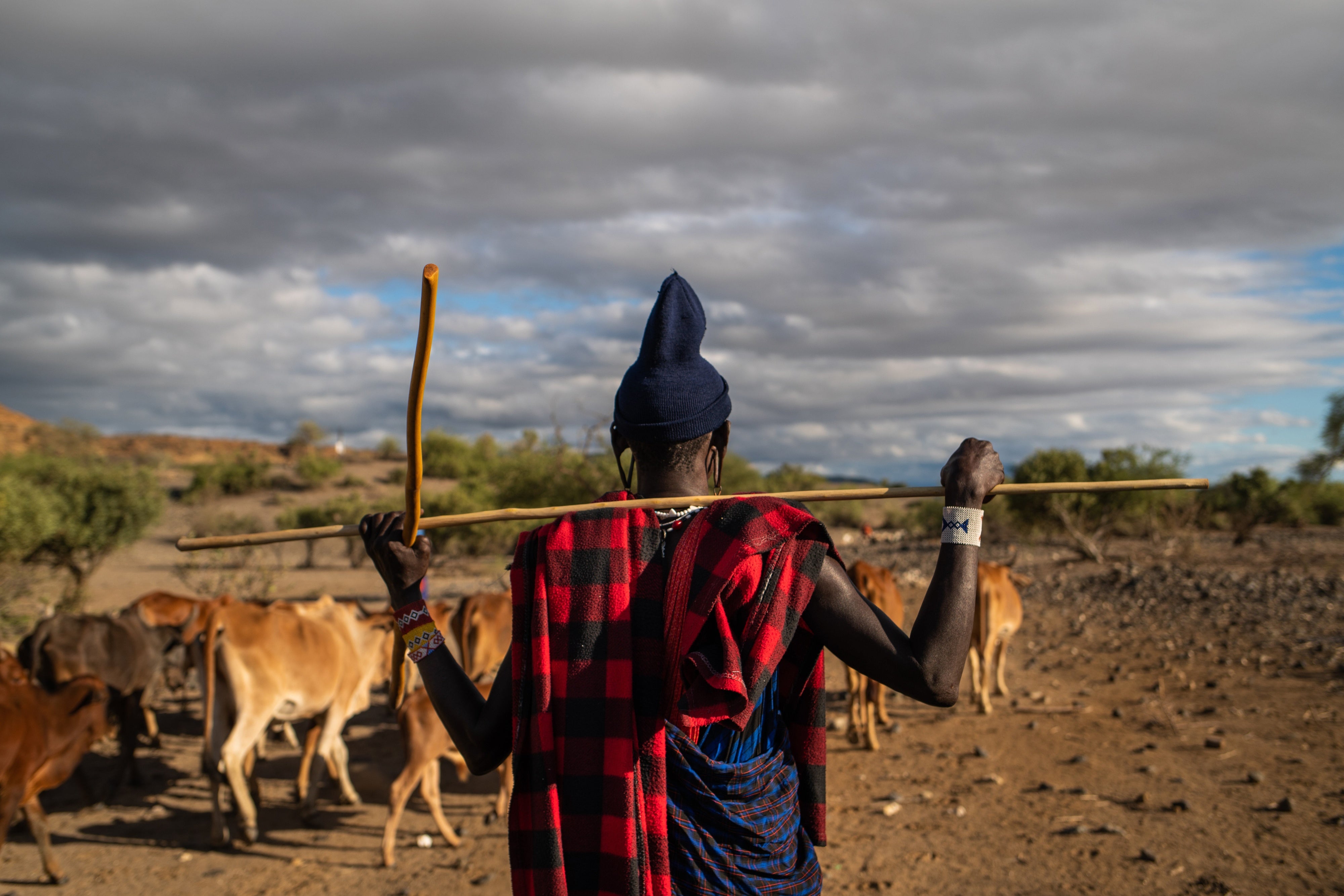 A man stands in front of a herd of cattle with his back to the camera