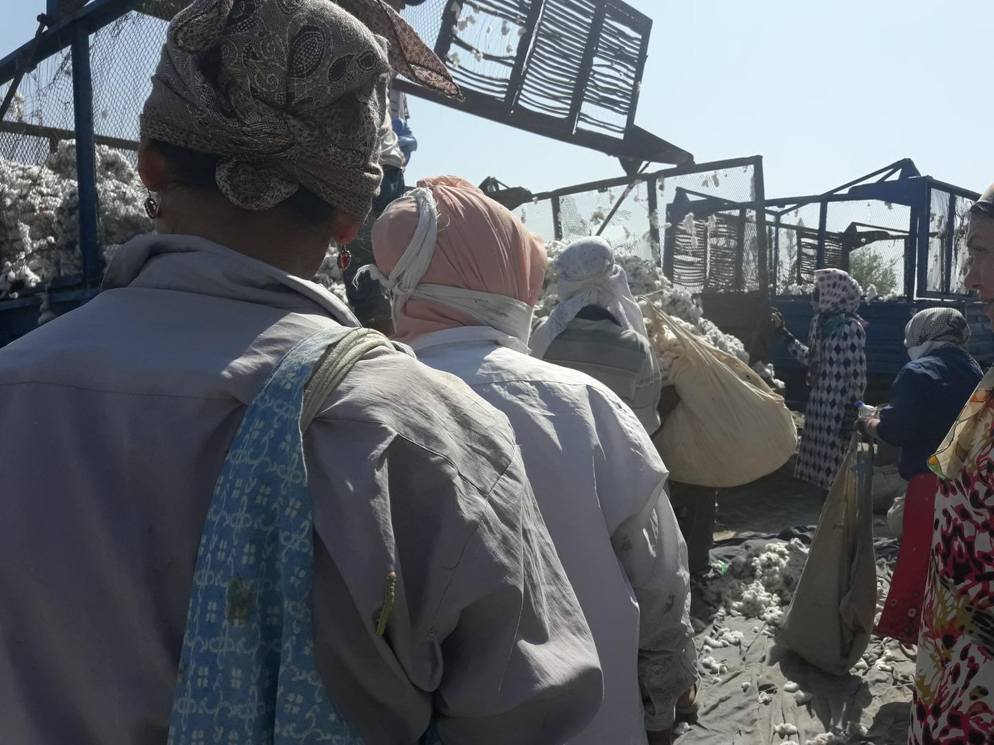 Workers load cotton that they have picked onto trucks during the 2016 cotton harvest.