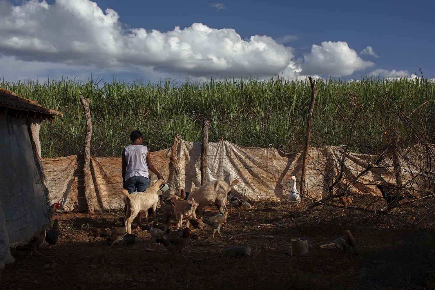 Uiara, uma mulher de 50 e poucos anos vive no estado de Minas Gerais. Ela disse à Human Rights Watch que “o avião sobrevoa nossas casas com o pulverizador ligado. Nós não esperamos, nós corremos para dentro das casas. Os agrotóxicos são muito fortes”.