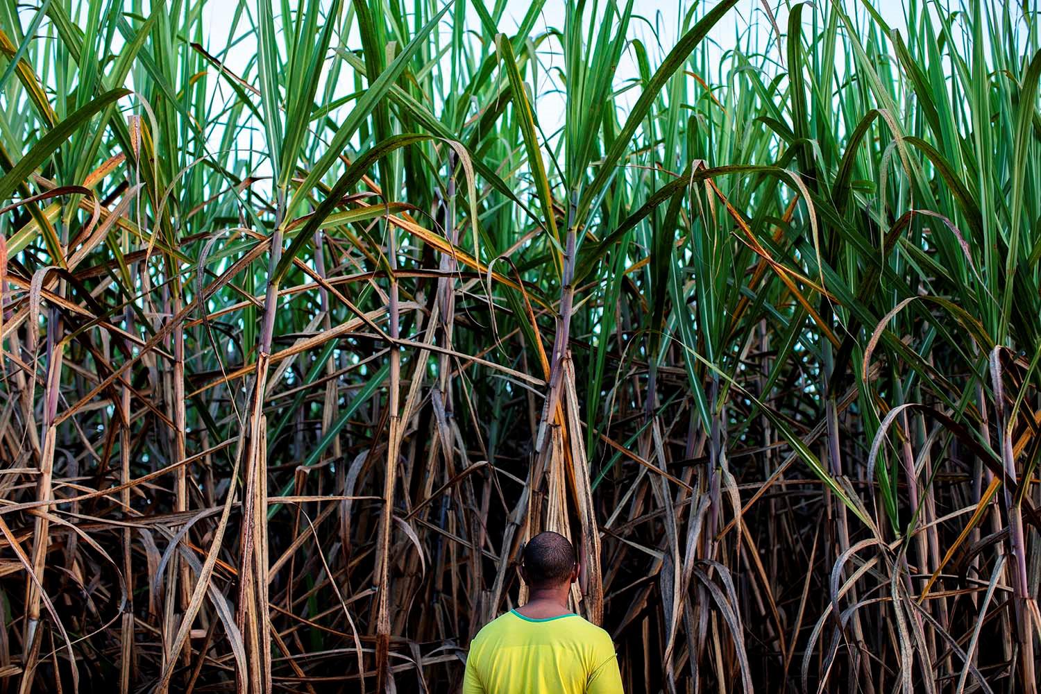 Bernardo, de 30 e poucos anos, nasceu em uma comunidade quilombola onde vivem aproximadamente 60 pessoas, entre homens, mulheres e crianças no estado de Minas Gerais. Bernardo disse à Human Rights Watch que se sente impotente contra a pulverização aérea d