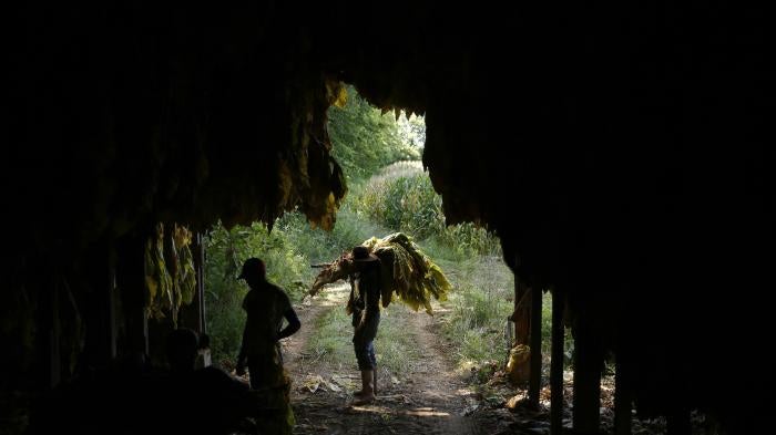 Workers house harvested burley tobacco in a barn in Shelbyville, Kentucky, US, August 20, 2020. 