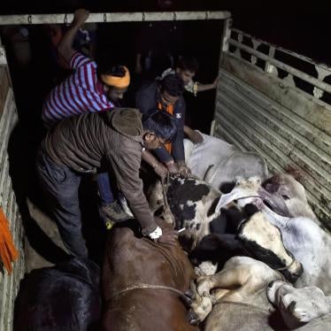 Members of a cow protection group patrol the streets of Ramgarh, Rajasthan, and confiscate cattle being transported by traders, November 2015. 