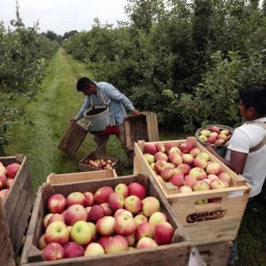 Farmworkers harvest apples on a farm in New York.