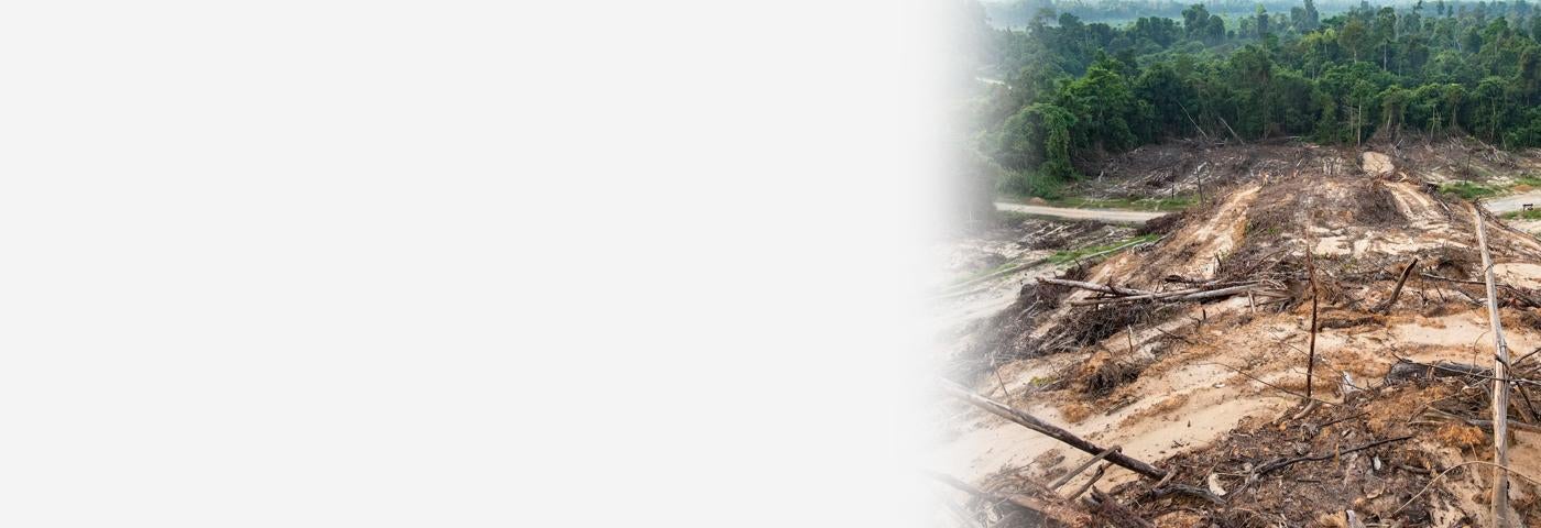 Deforestation due to plant palm oil plantations near Sandakan city, State of Sabah, North Borneo Island, Malaysia, August 5, 2019.